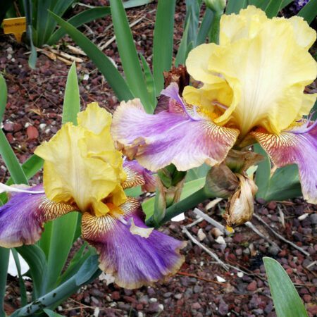 Rose, iris e hemerocallis da collezione