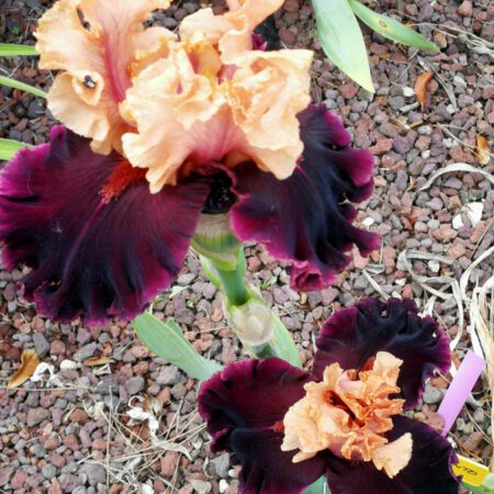 Rose, iris e hemerocallis da collezione